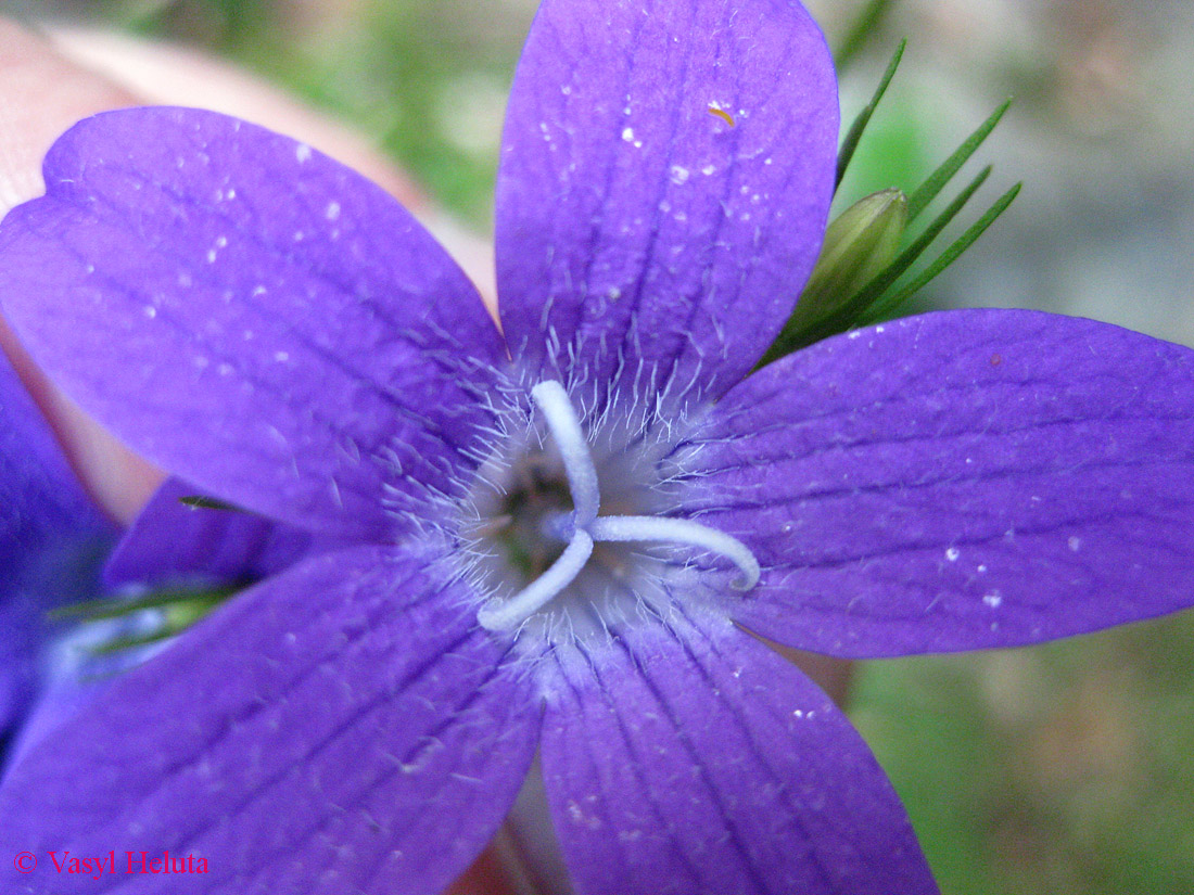 Image of Campanula abietina specimen.