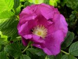 Rosa rugosa