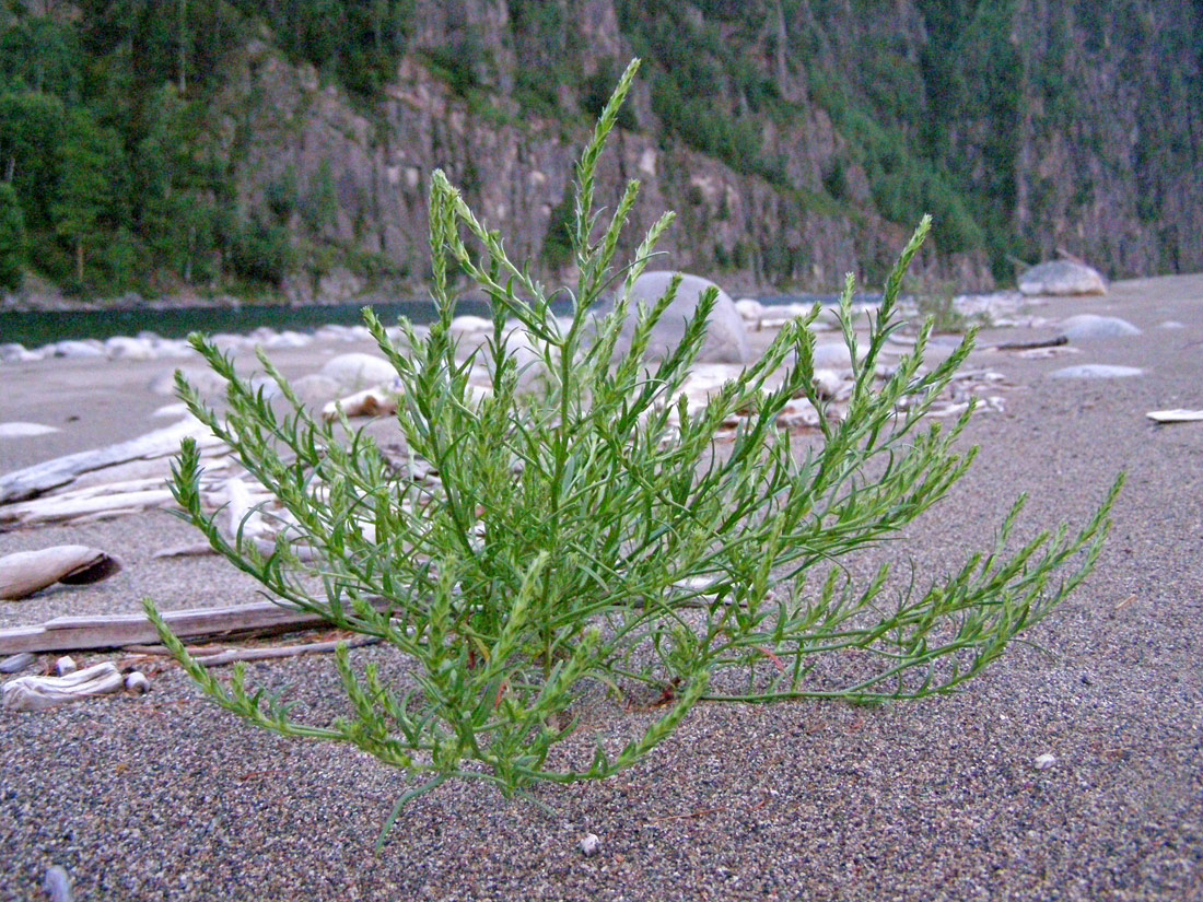 Image of genus Corispermum specimen.