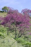 Cercis griffithii. Цветущее растение. Таджикистан, восточный склон гор Санглак, 1300 м н.у.м. 24.04.2011.