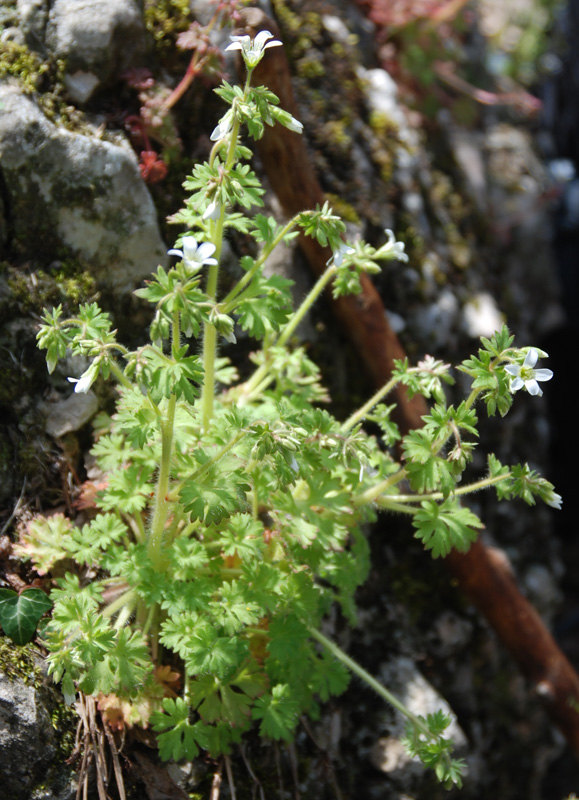 Image of Saxifraga irrigua specimen.