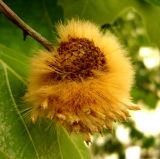 Platanus orientalis