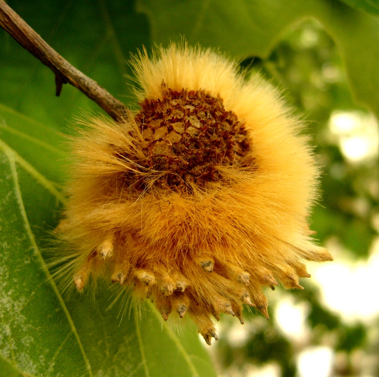 Image of Platanus orientalis specimen.