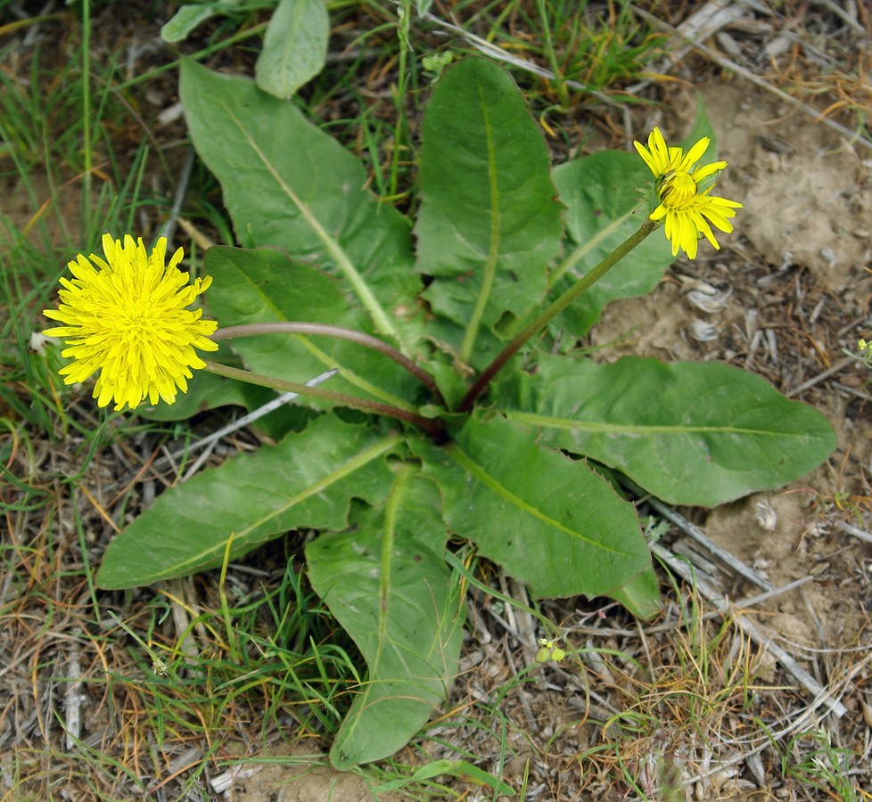 Image of Taraxacum karatavicum specimen.