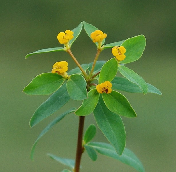 Image of Euphorbia pachyrrhiza specimen.