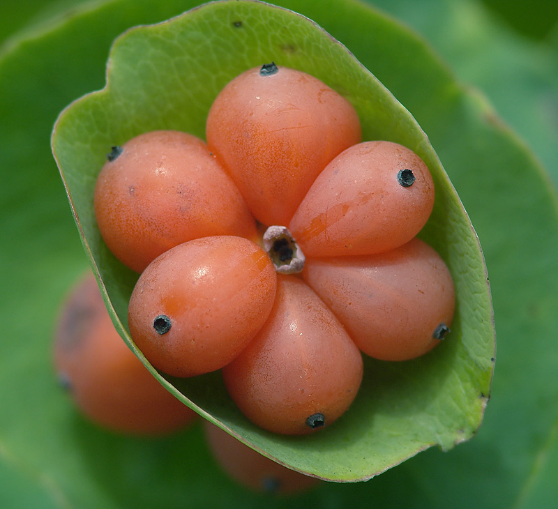 Изображение особи Lonicera caprifolium.