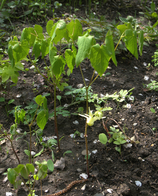 Image of Epimedium grandiflorum specimen.