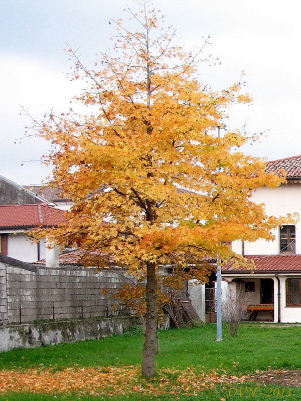 Изображение особи Liquidambar styraciflua.