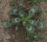 Amaranthus blitoides. Молодое растение. Крым, северное Присивашье, пашня. 19.07.2009.