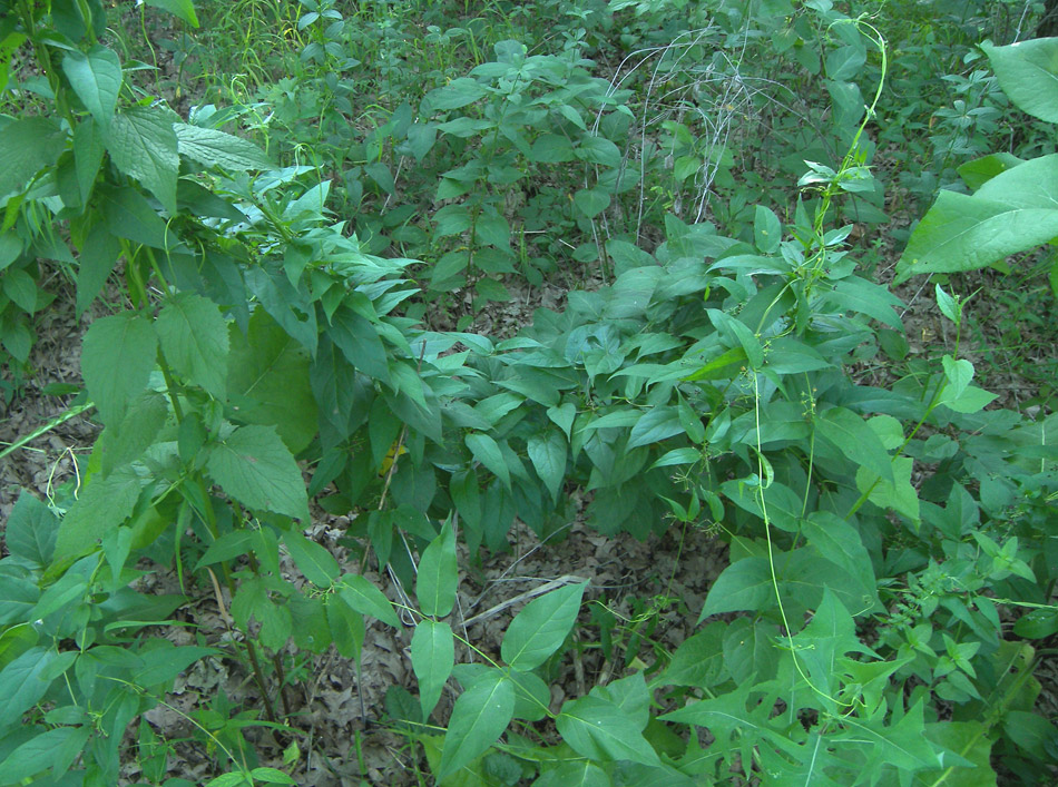 Image of Vincetoxicum scandens specimen.