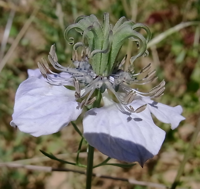 Image of Nigella gallica specimen.