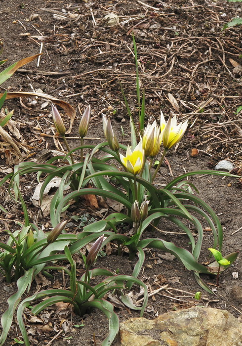 Изображение особи Tulipa tarda.