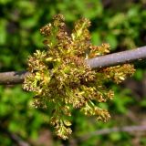 Fraxinus excelsior