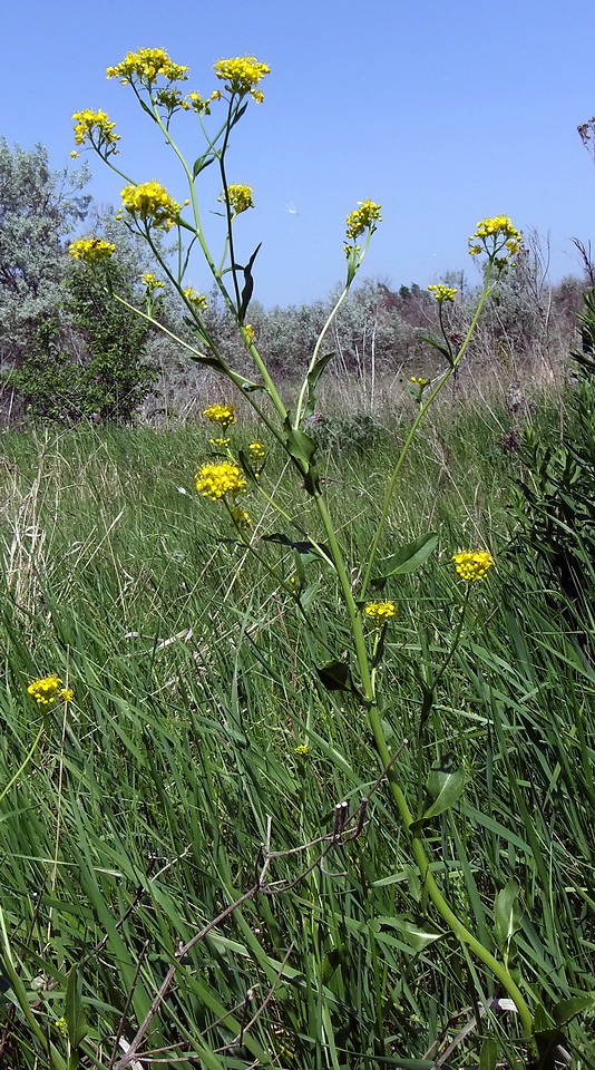 Image of Rorippa austriaca specimen.