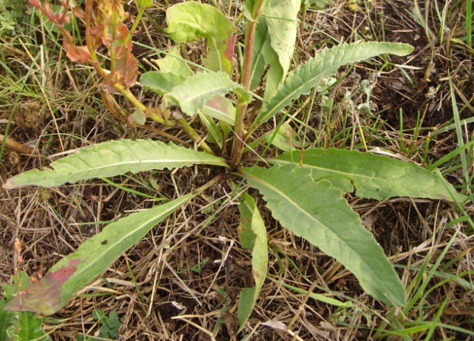 Image of Senecio paucifolius specimen.