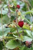 Fragaria vesca