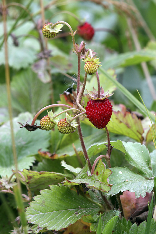 Image of Fragaria vesca specimen.