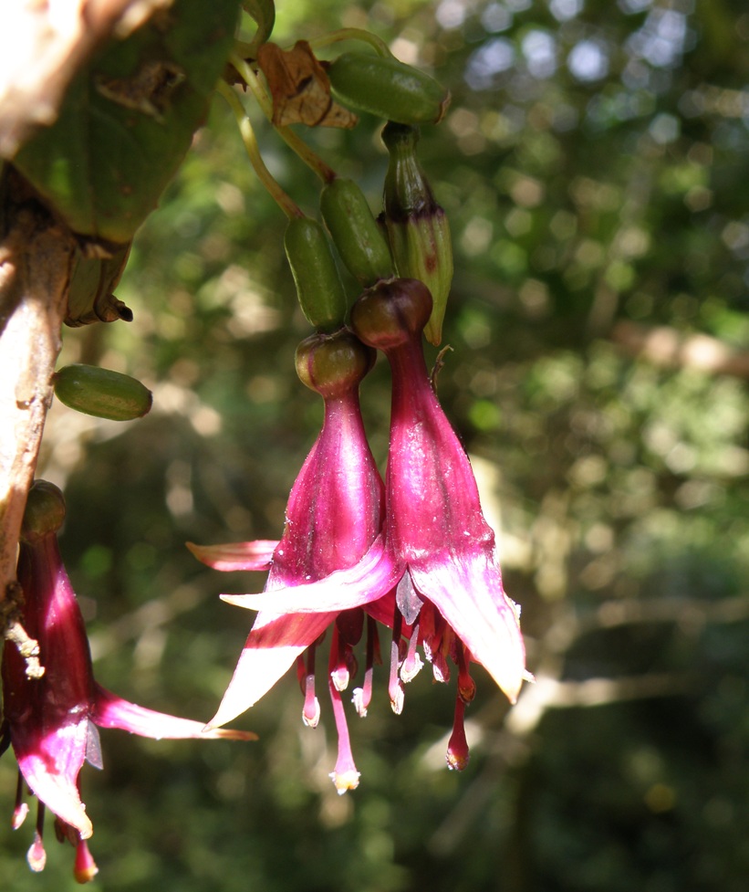 Image of Fuchsia excorticata specimen.