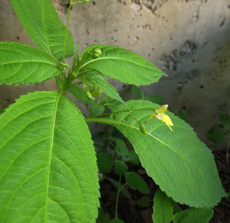 Image of Impatiens parviflora specimen.