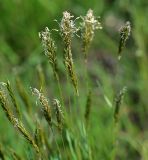 Anthoxanthum odoratum. Верхушки побегов с соцветиями. Московская обл., Раменский р-н, окр. дер. Хрипань, просека под ЛЭП. 20.05.2012.