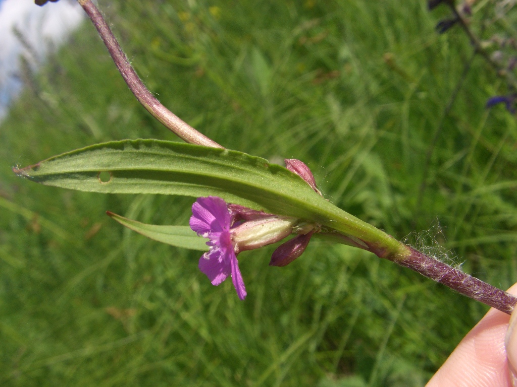 Image of Viscaria vulgaris specimen.