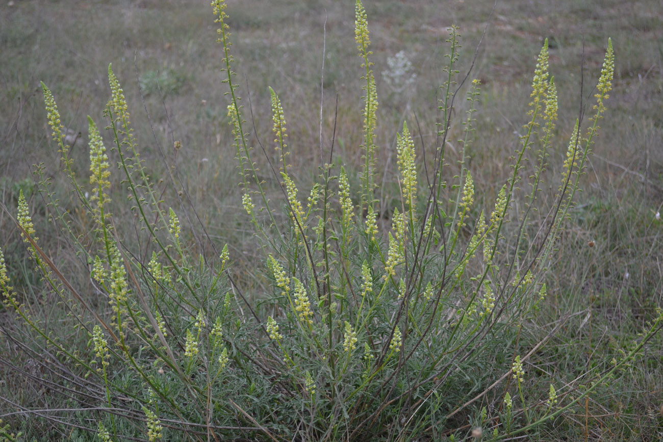 Image of Reseda lutea specimen.