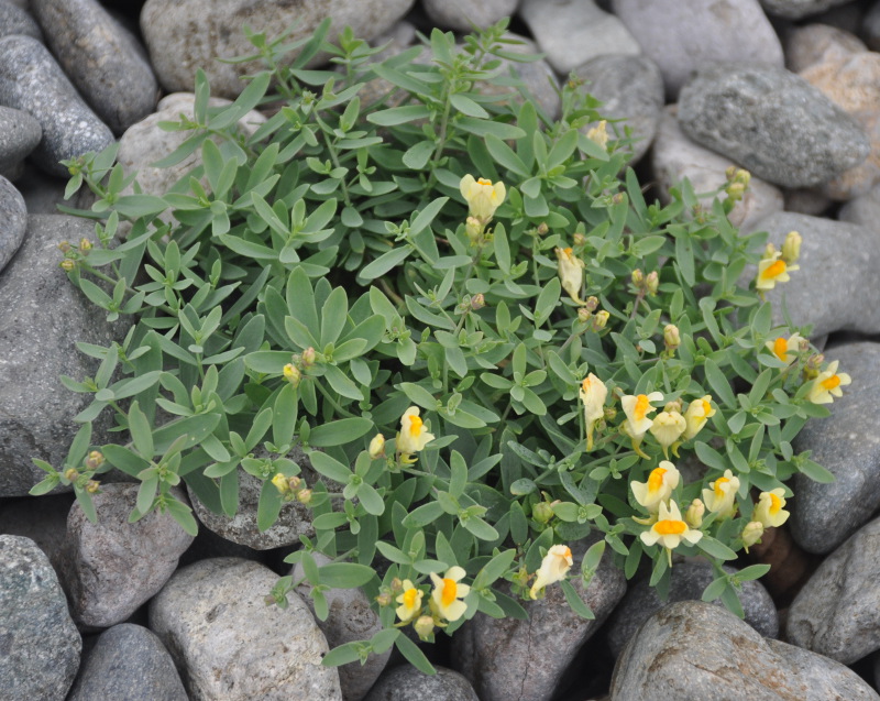 Image of Linaria japonica specimen.