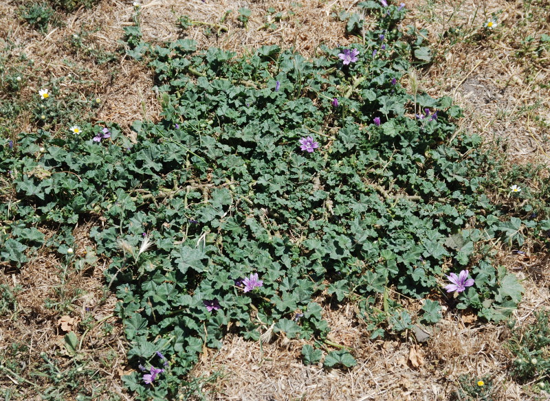 Image of Malva sylvestris specimen.