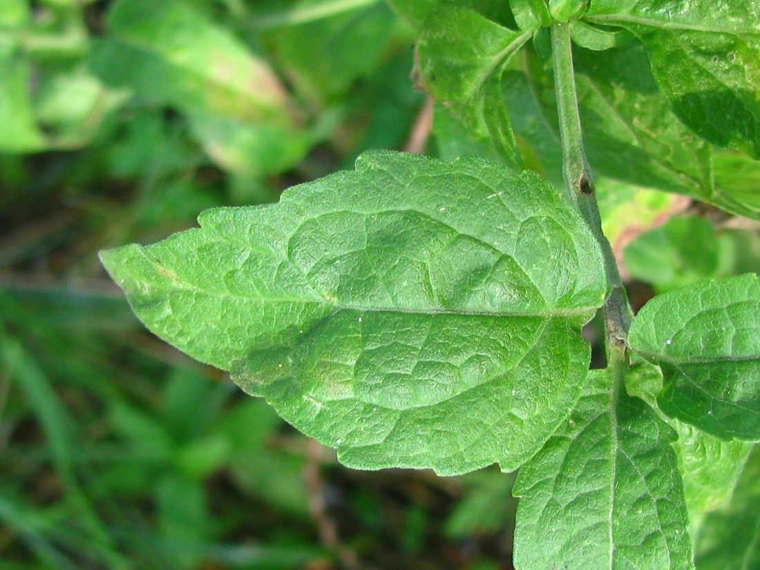 Image of Eupatorium cannabinum specimen.