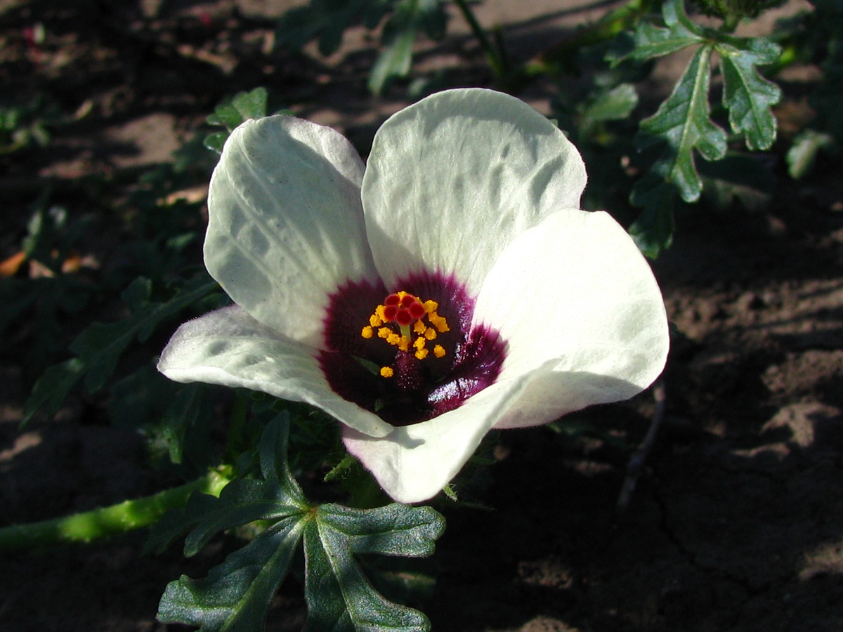 Image of Hibiscus trionum specimen.