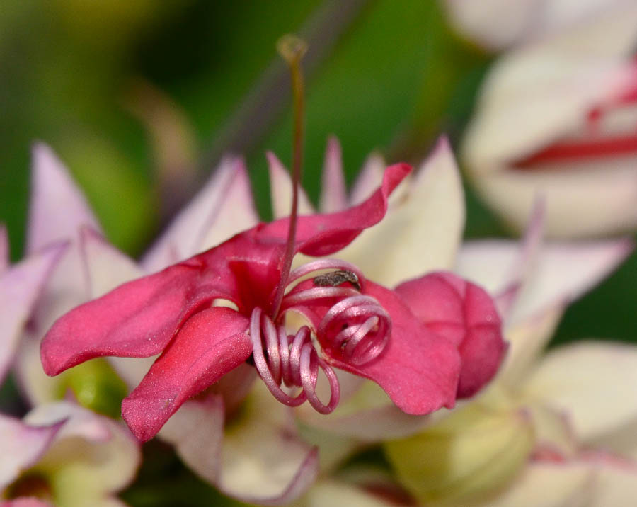 Image of Clerodendrum thomsoniae specimen.