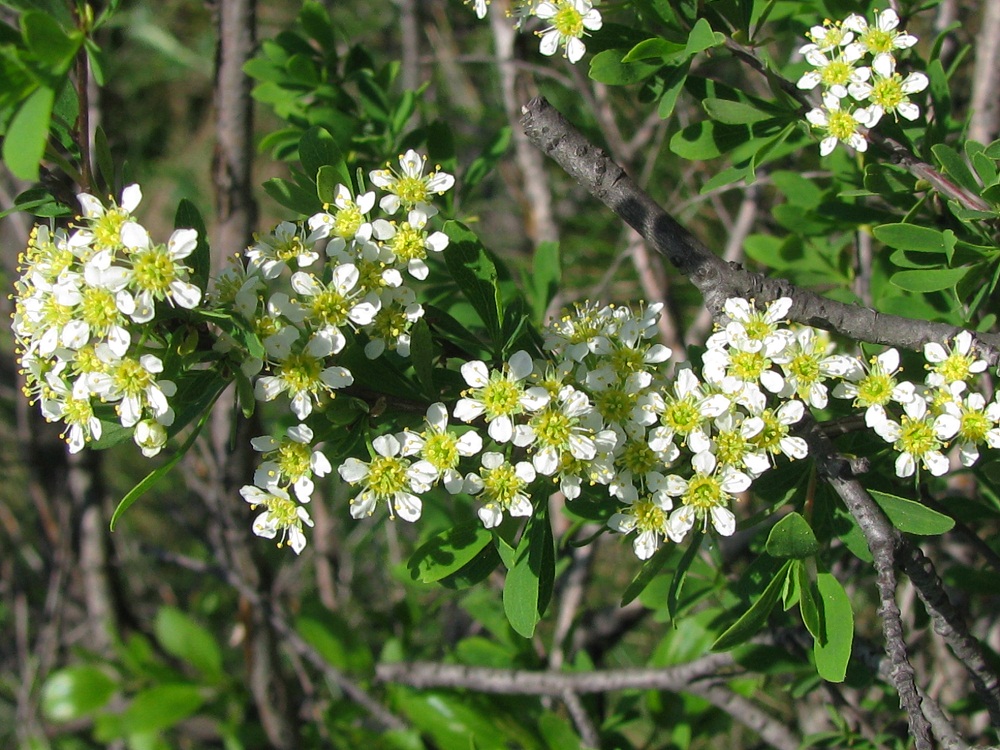 Image of Spiraea hypericifolia specimen.