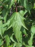 genus Hibiscus. Лист. Украина, г. Запорожье, Запорожский детский ботанический сад. 02.08.2012.