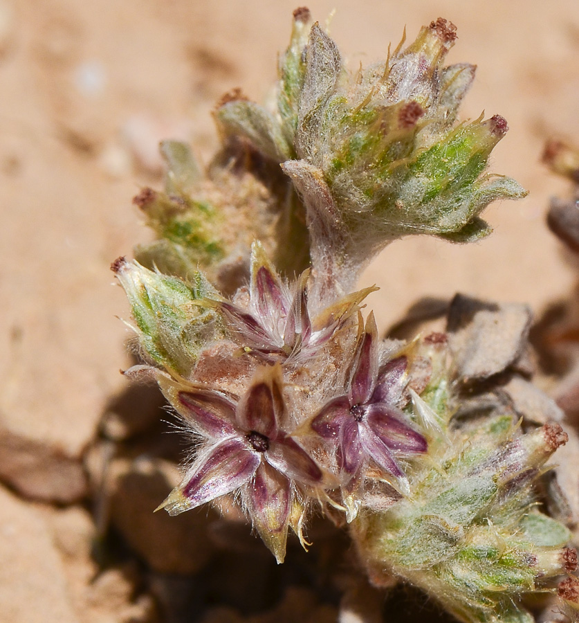 Image of Filago desertorum specimen.