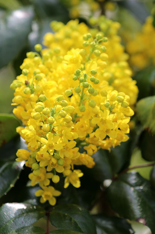 Image of Mahonia aquifolium specimen.