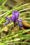Iris uniflora. Цветок. Приморский край, окр. г. Находка, в дубняке. 03.06.2013.
