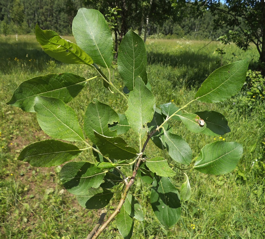 Image of Salix caprea specimen.