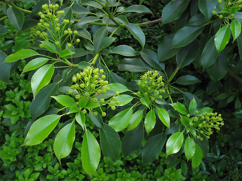 Image of Trochodendron aralioides specimen.