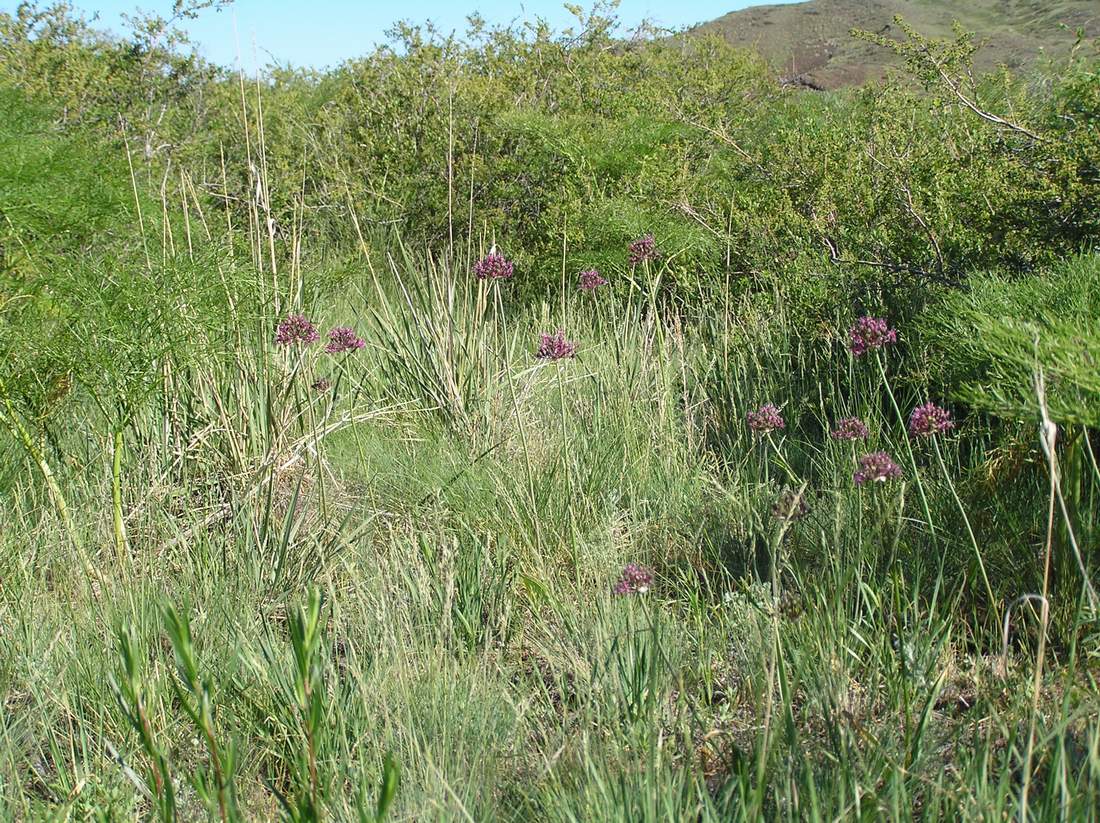 Image of Allium robustum specimen.