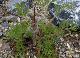 Pulsatilla vulgaris. Листья. Германия, г. Krefeld, Ботанический сад. 08.06.2013.