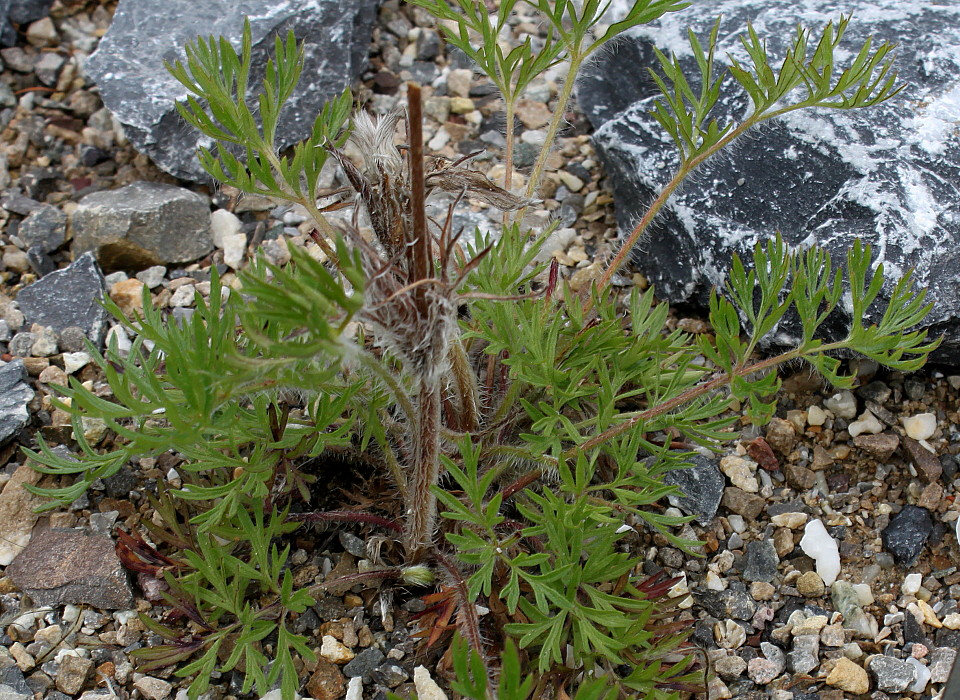 Image of Pulsatilla vulgaris specimen.