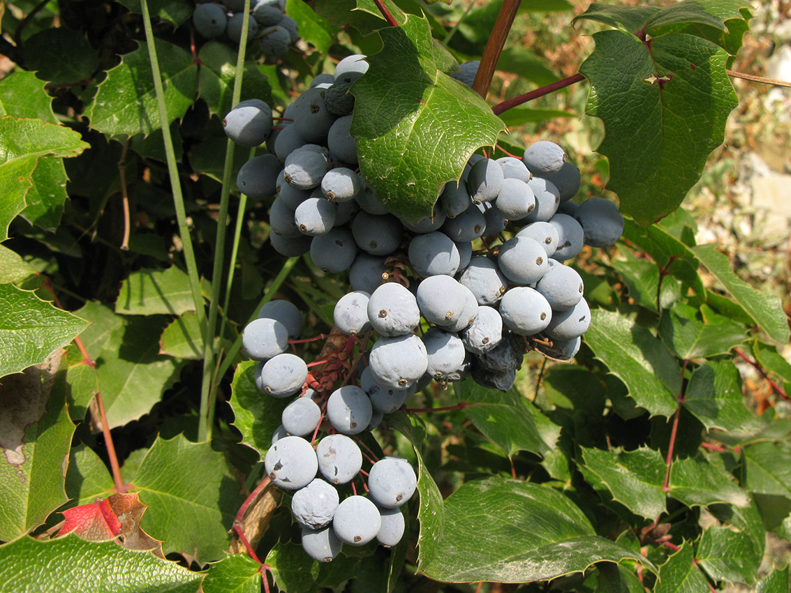 Image of Mahonia aquifolium specimen.