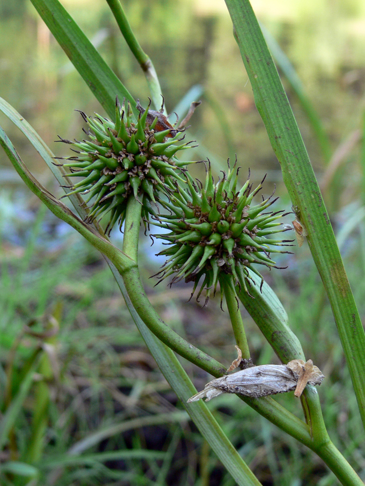 Image of Sparganium emersum specimen.