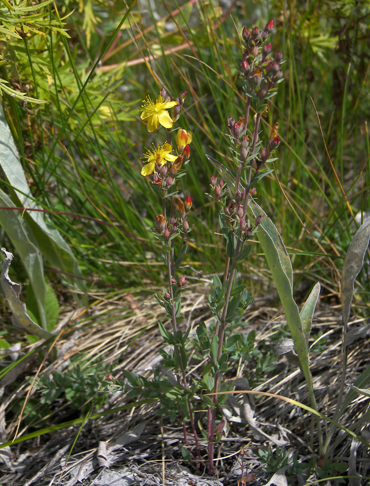 Image of Hypericum linarioides specimen.