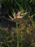 Juncus articulatus. Верхушка побега с галлами. Краснодарский край, окр. г. Крымск, берег р. Адагум. 29.08.2013.