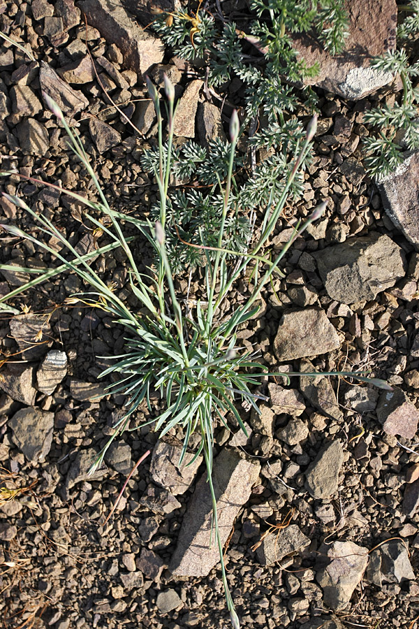 Image of genus Dianthus specimen.