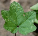 familia Malvaceae. Лист (оранжевые пятна - поражение ржавчинным грибом, спороношение на нижней стороне листа). Германия, г. Krefeld, Ботанический сад. 11.08.2013.