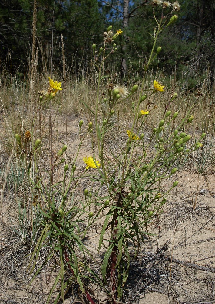 Изображение особи Hieracium umbellatum.