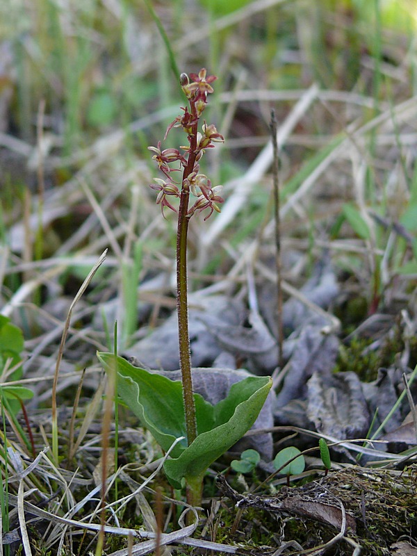 Изображение особи Listera cordata.