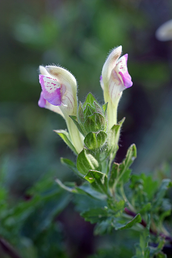 Image of Scutellaria adsurgens specimen.